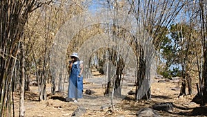 Bamboo leaves shedding changing color in autumn fall season on Khao Phraya Doen Thong mountain in Lop Buri, Thailand