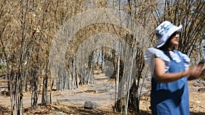 Bamboo leaves shedding changing color in autumn fall season on Khao Phraya Doen Thong mountain in Lop Buri, Thailand