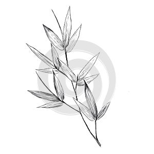 Bamboo leaves sketch vector graphics