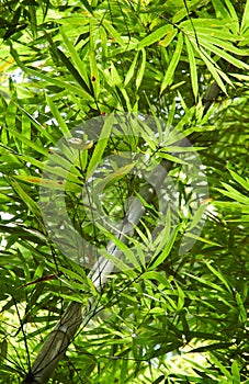 Bamboo Leaves in southern Thailand's Jungle Forest