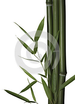 Bamboo leaves and stalks