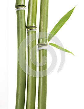 Bamboo leaves and stalks