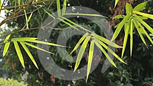 Bamboo leaves and sunlight in the evening