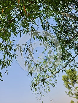 Bamboo leaves with a tree