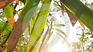 Bamboo leaves tree with sunlight in the garden.