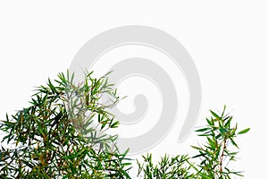 Bamboo leaves on white isolated background for green foliage backdrop