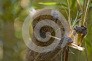 Bamboo Lemur
