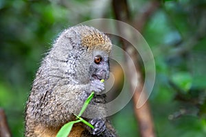 A bamboo lemur with a blade of grass on a branch