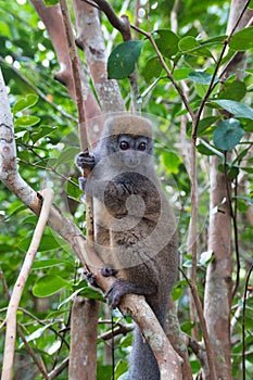 Bamboo lemur