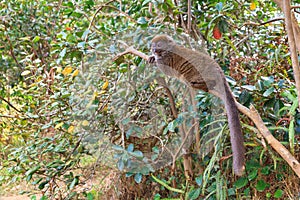 Bamboo lemur (Hapalemur griseus)