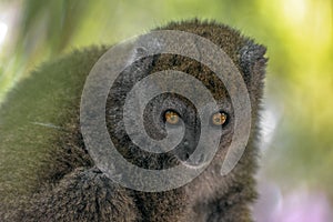 Bamboo lemur Hapalemur griseus, close-up,wild nature Madagascar