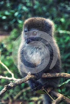 Bamboo lemur in Madagascar