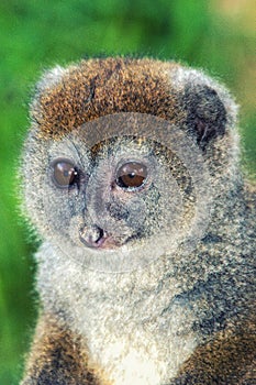 Bamboo lemur in Madagascar