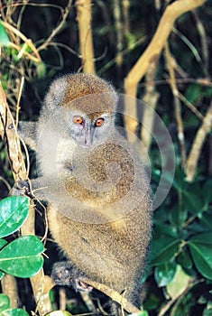 Bamboo lemur in Madagascar