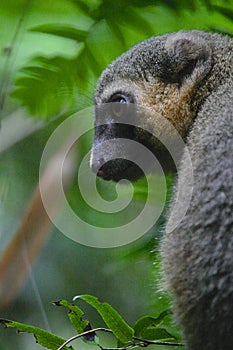 Bamboo Lemur of Madagascar Endangered Species