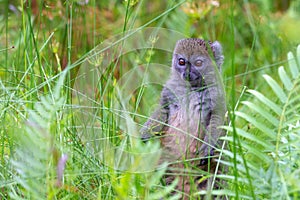 A bamboo lemur between the tall grass looks curious