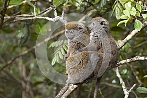 Bamboo lemurs