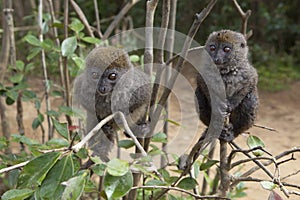 Bamboo lemurs