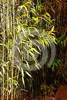 Bamboo in Light and Shade