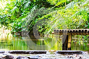 Bamboo litter stream in rain forest.