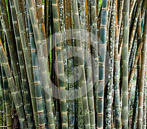 Bamboo