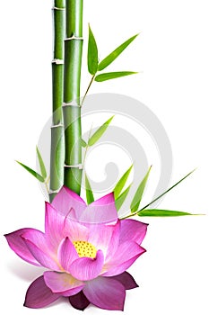 Bamboo and lotus flower