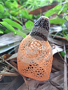 Bamboo mushroom in forest