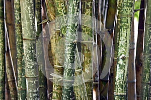 Bamboo with names and graffiti