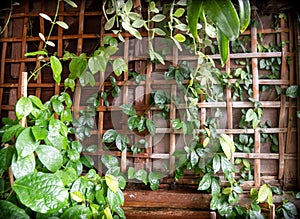 Bamboo net and teak wood wall and green garden