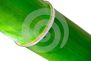 Bamboo Node