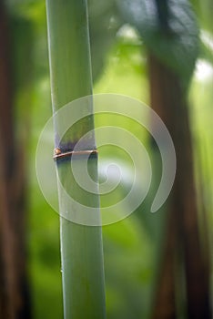 Bamboo node and stalk