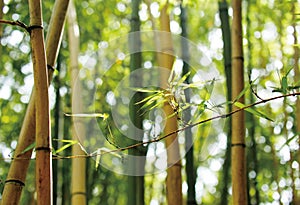 Bamboo is one of chinese culture