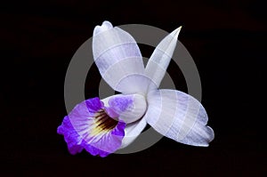 Bamboo orchid