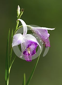 Bamboo Orchid, Arundina graminifolia