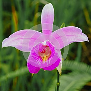 Bamboo orchid Arundina graminifolia is a species of orchid that can be found in Malaysia