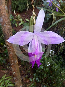 Bamboo Orchid or Arundina graminifolia with water drops photo