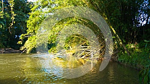 Bamboo over river