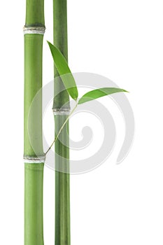 Bamboo over white background