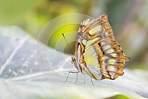 Bamboo Page or Dido Longwing butterfly