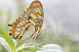 Bamboo Page or Dido Longwing butterfly