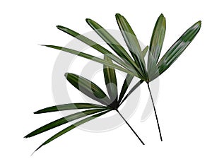 Bamboo palm fresh leaves or rhapis excelsa on white background.