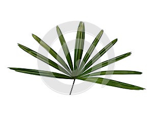 Bamboo palm fresh leaves or rhapis excelsa on white background.