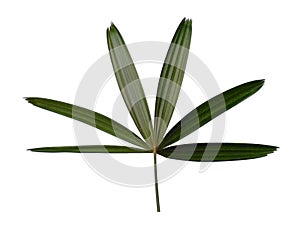 Bamboo palm fresh leaves or rhapis excelsa on white background.