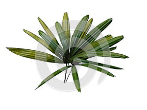 Bamboo palm fresh leaves or rhapis excelsa on white background.
