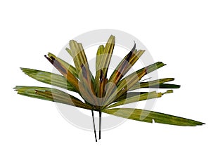 Bamboo palm fresh leaves or rhapis excelsa on white background.