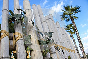 bamboo and palm tree under blue cloudy sky