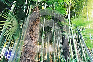 bamboo and palm trees, bottom view