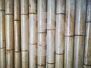 The bamboo panel