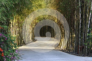 Bamboo path
