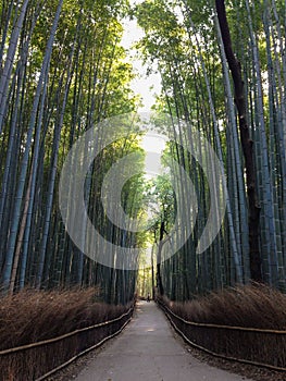 Bamboo Path Arashiyama